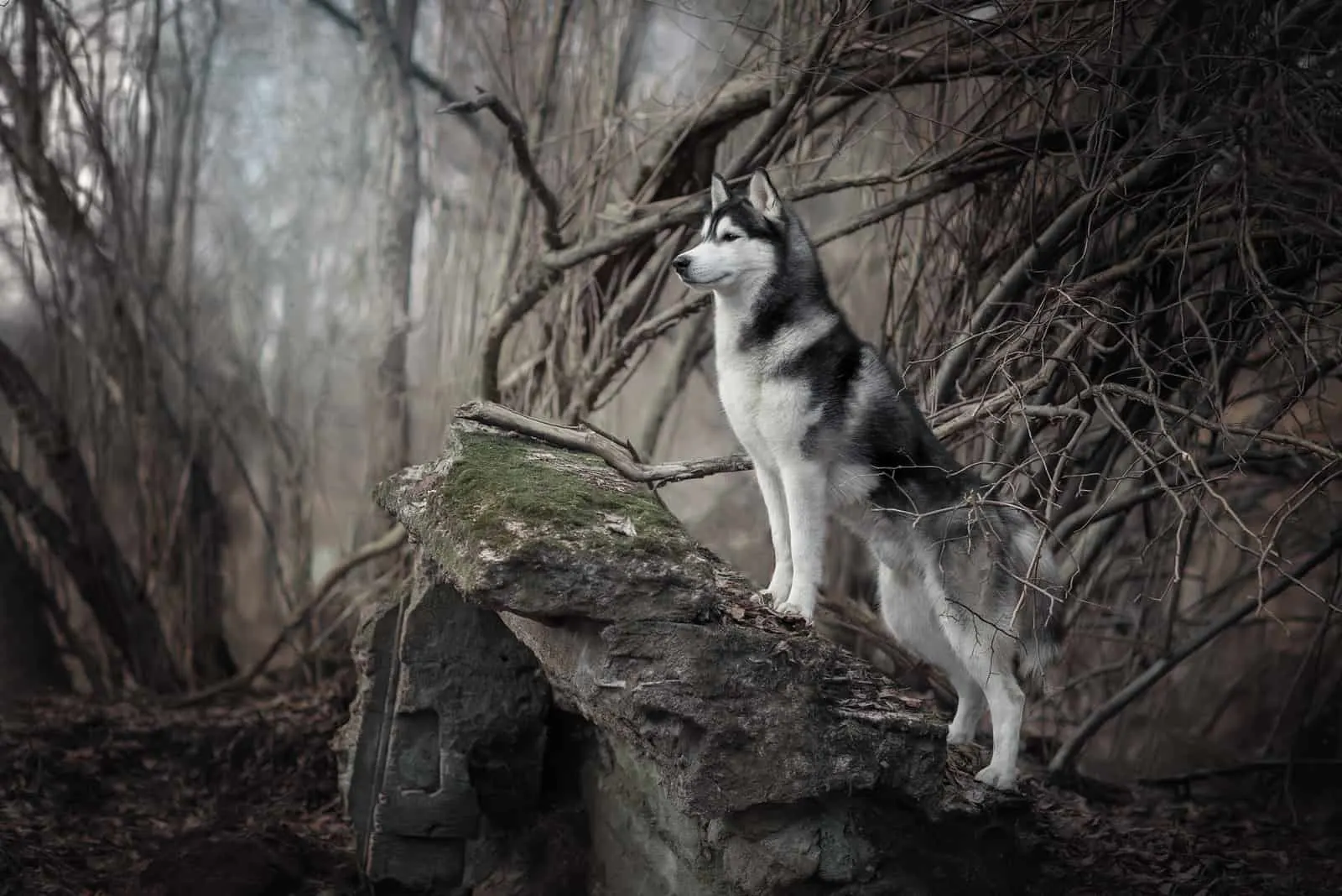 husky standing on rock in woods
