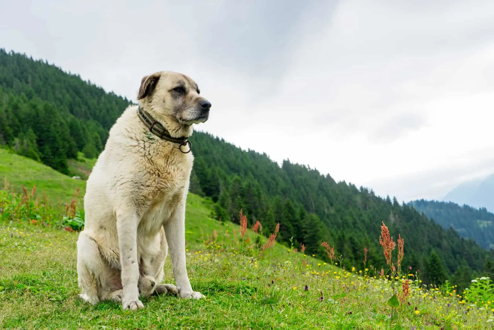 kangal one scariest dog breeds standing on hill