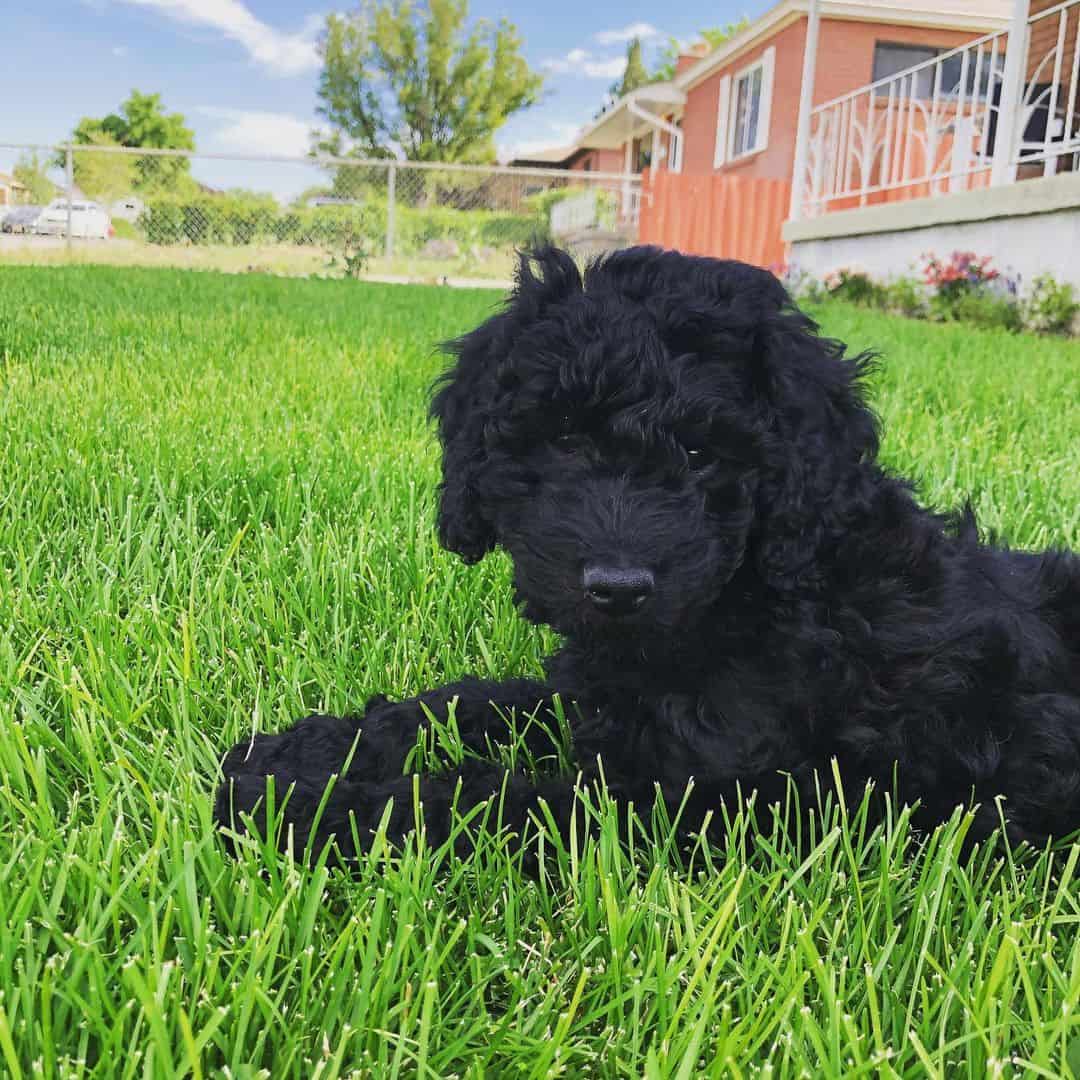 mini black goldendoodle