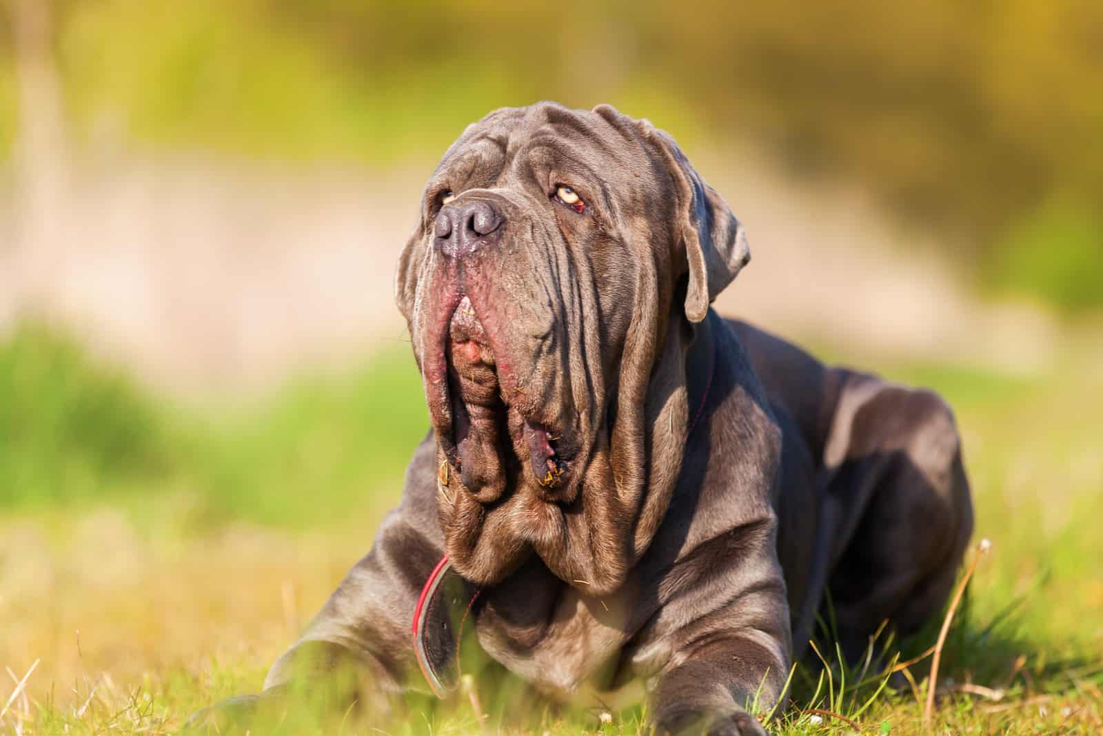 neapolitan mastiff