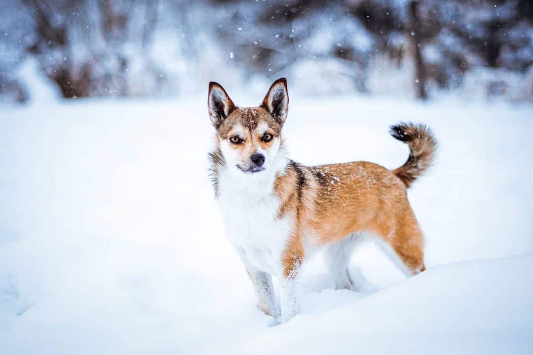 norwegian lundehund in snow