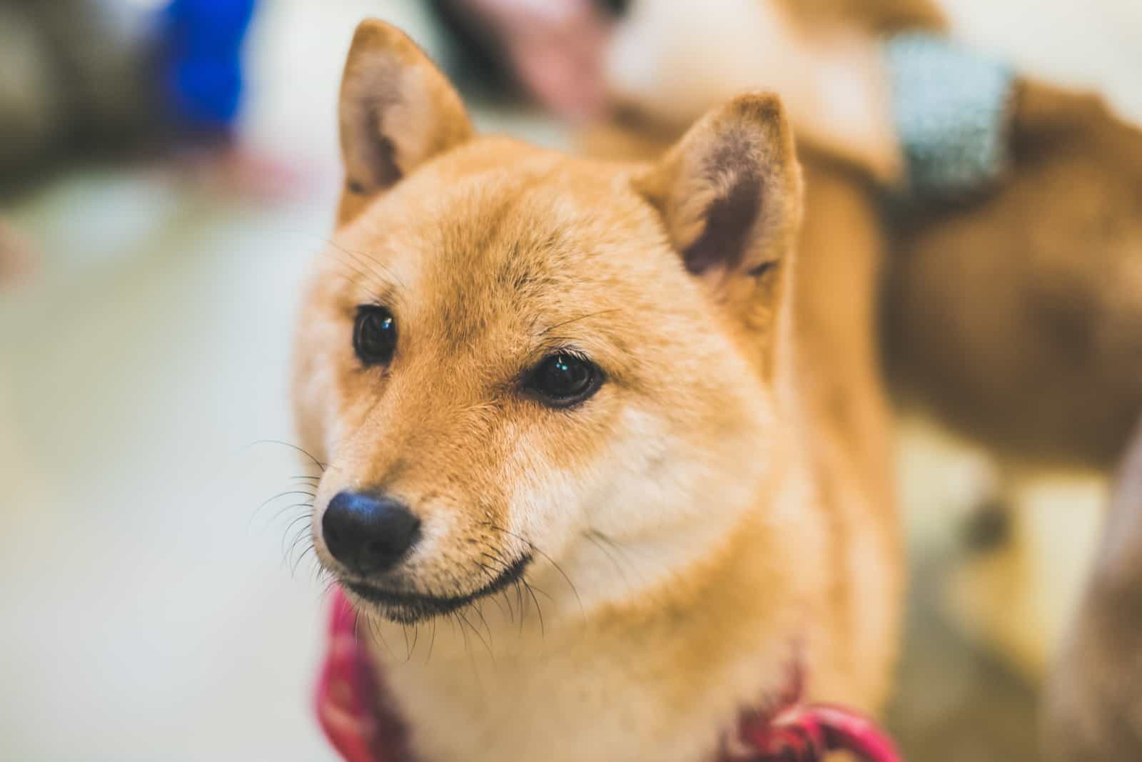 portrait of Mame Shiba Inu