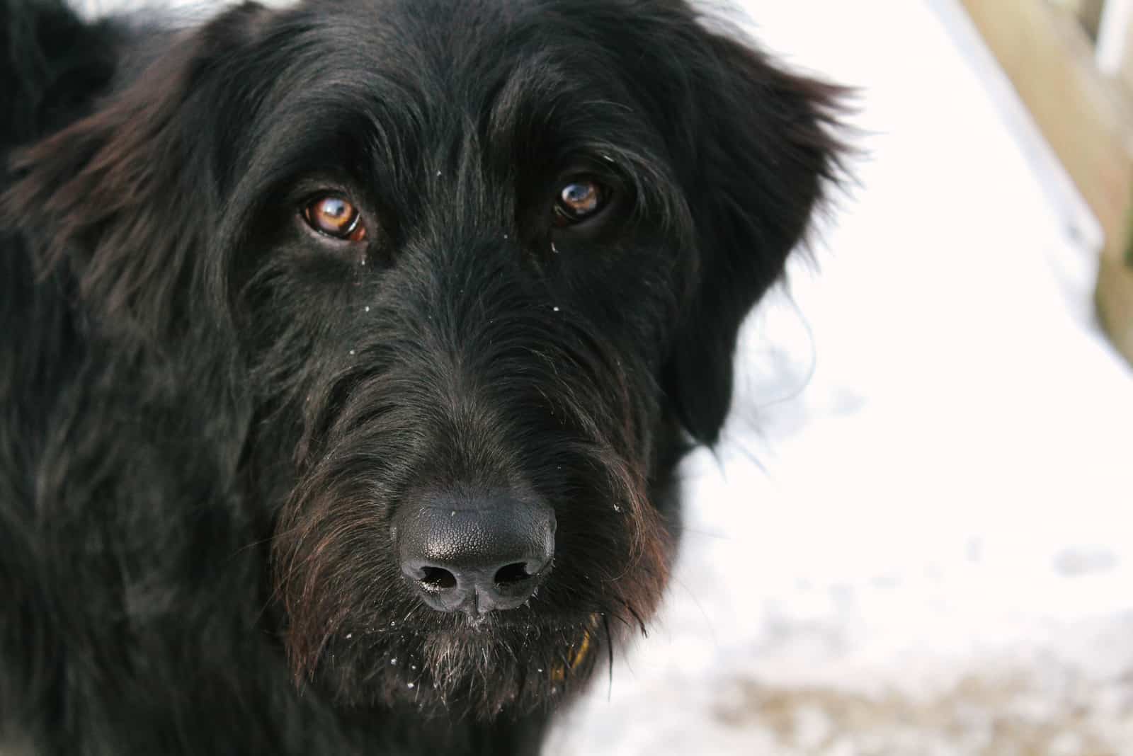 portrait of a black goldendoodle