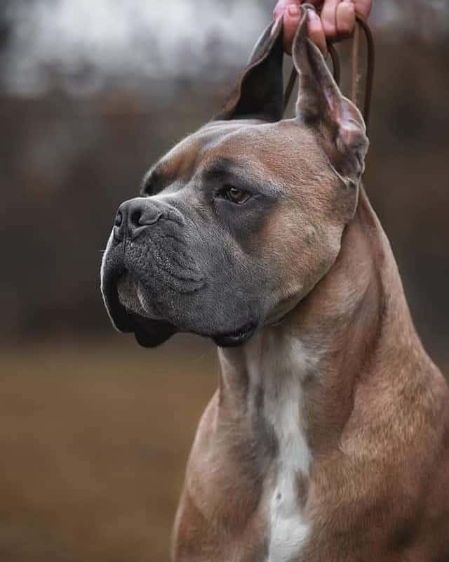 portrait of a formentino cane corso