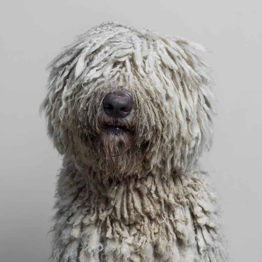 portrait of a komondor