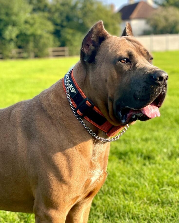 Formentino Cane Corso What You Need To Know Before Buying