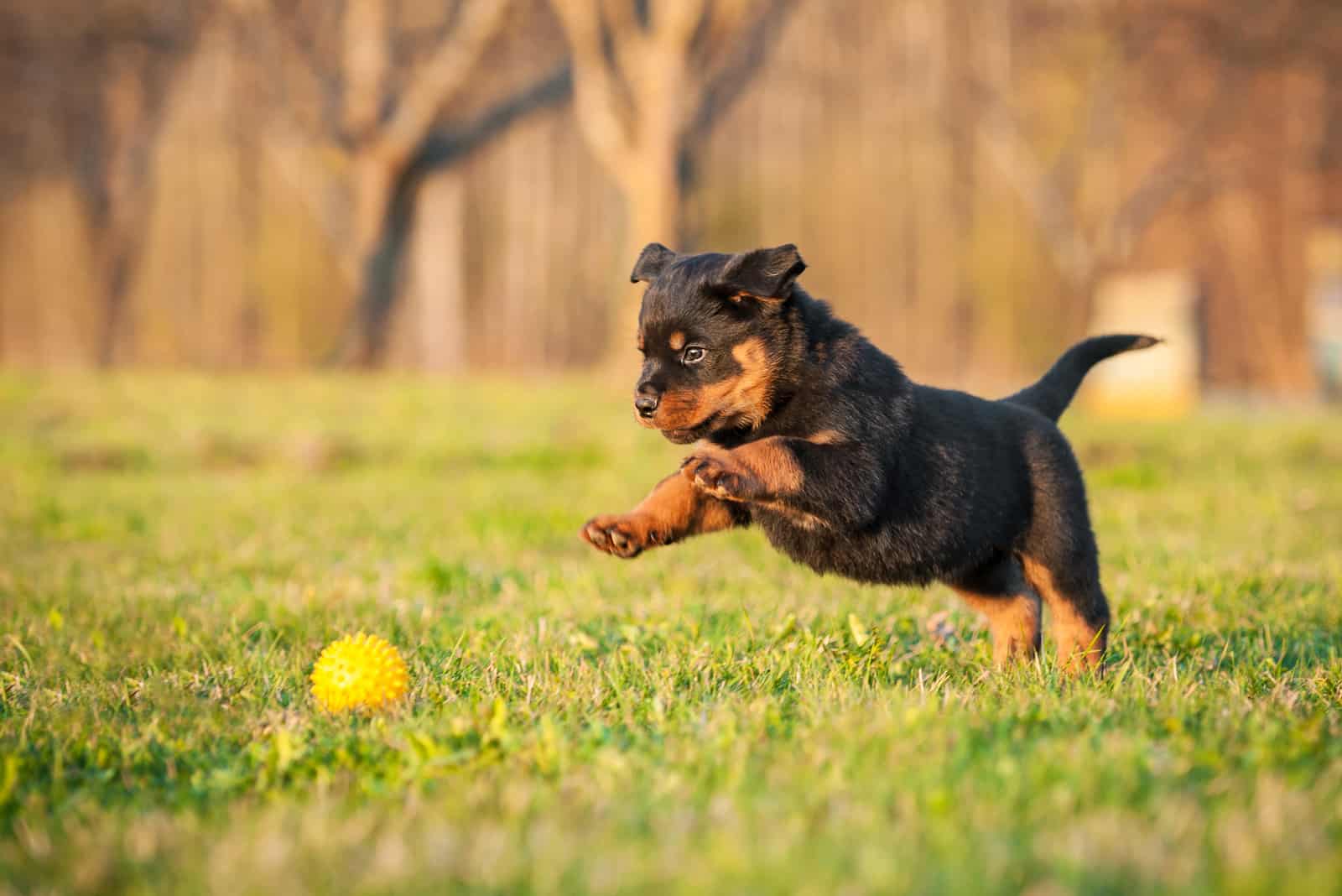 rottie puppy chases a ball