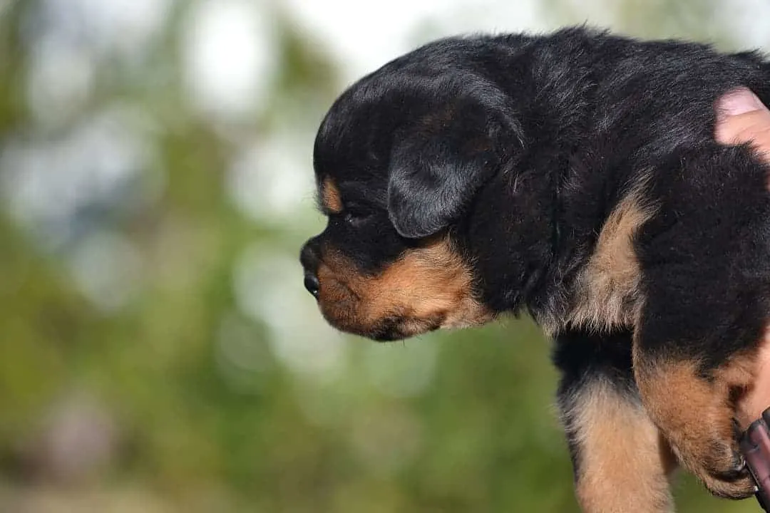 rottie puppy side profile