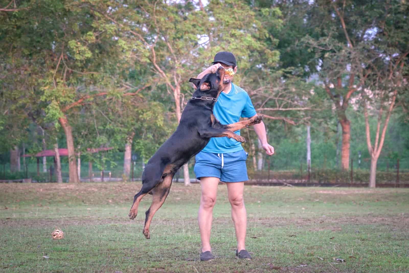 rottweiler breeders in ohio training a dog