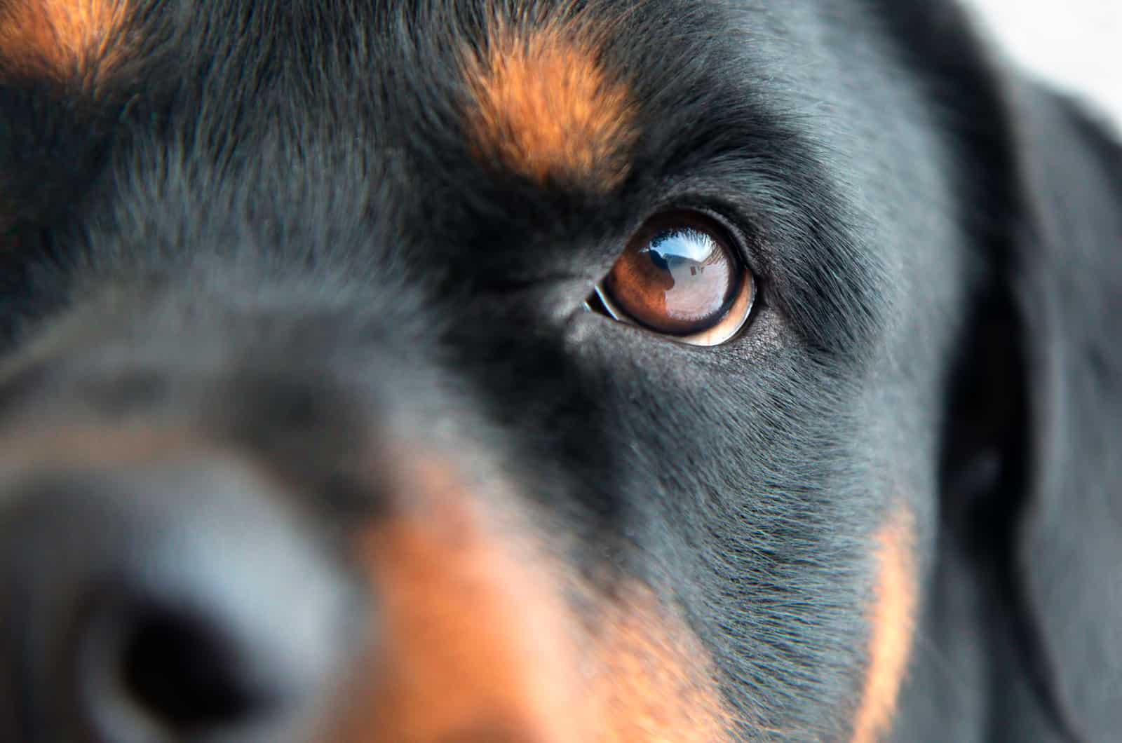 rottweiler eye close-up photo