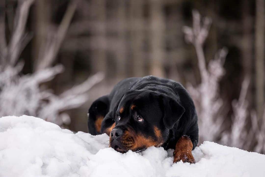 rottweiler in snow