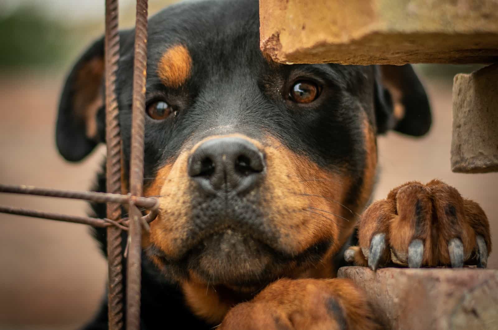 rottweiler looking at the camera