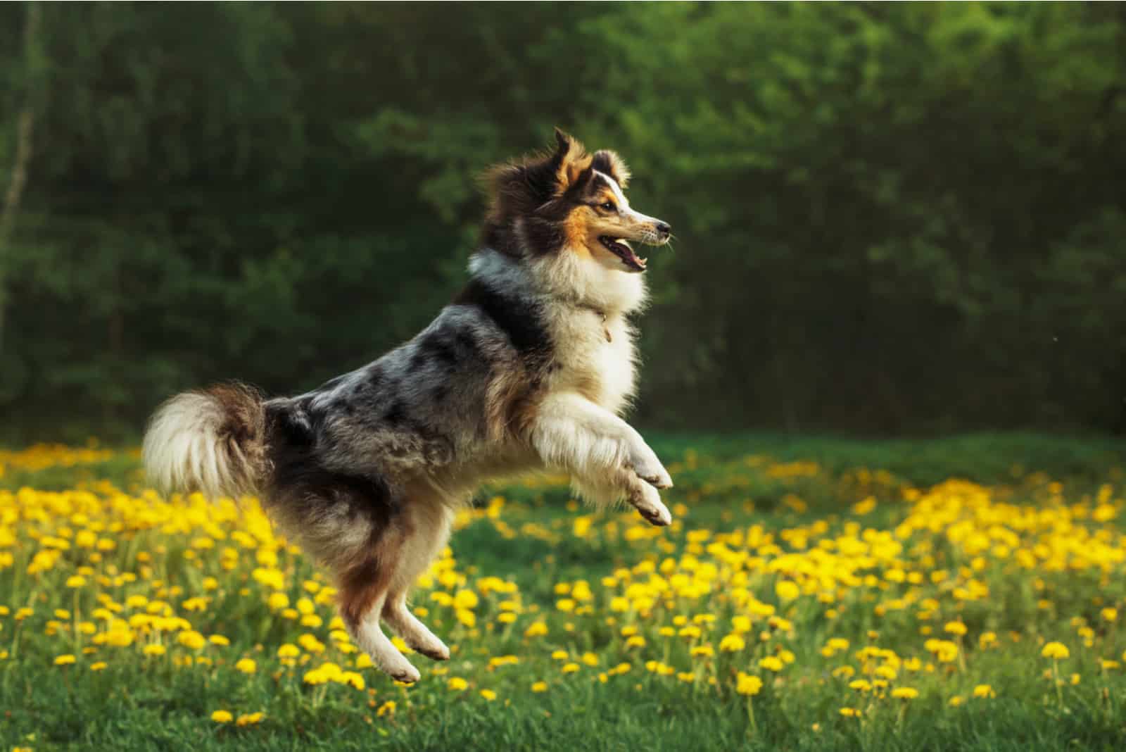 sheltie