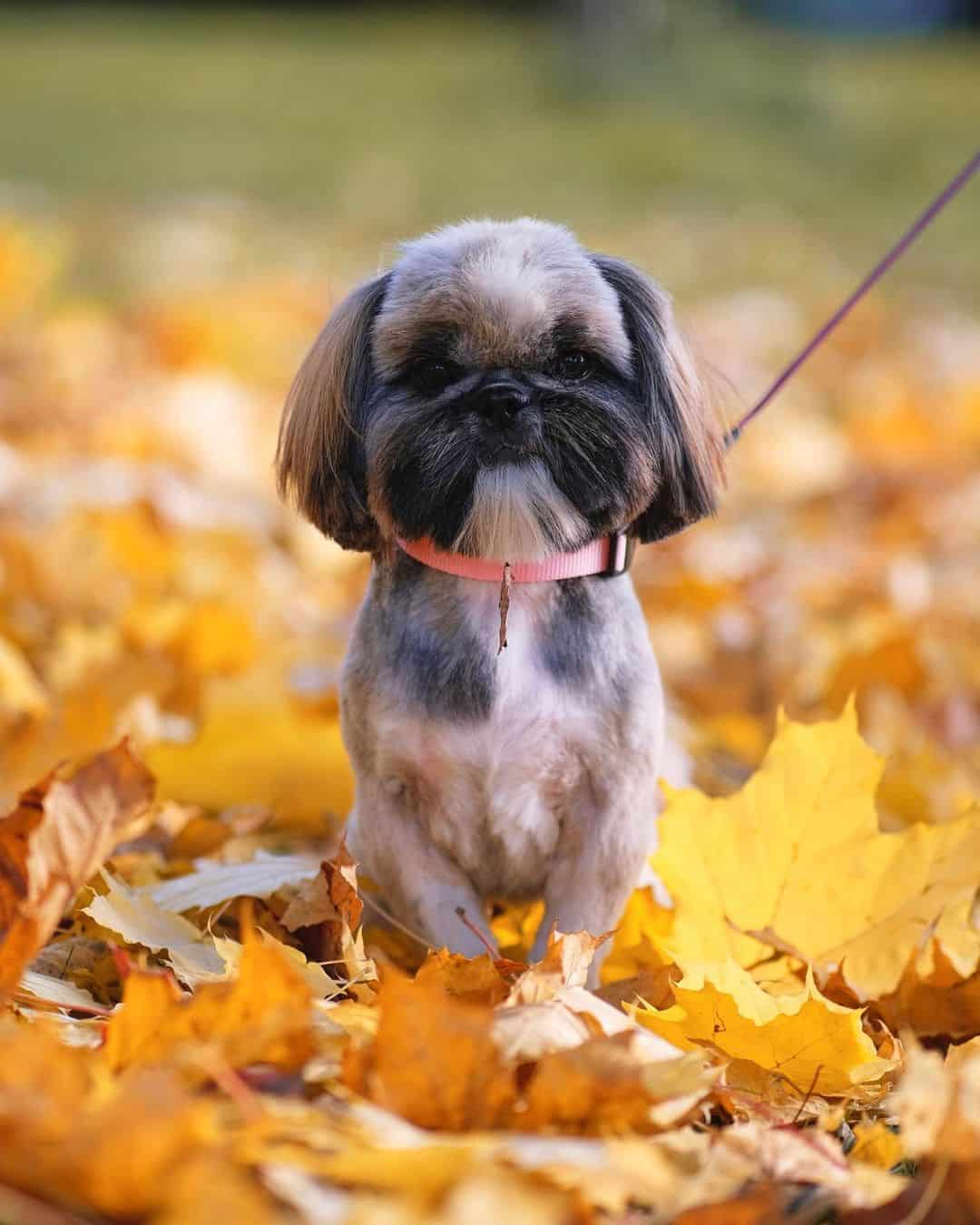 shih tzu sitting surrounded by autumn leaves