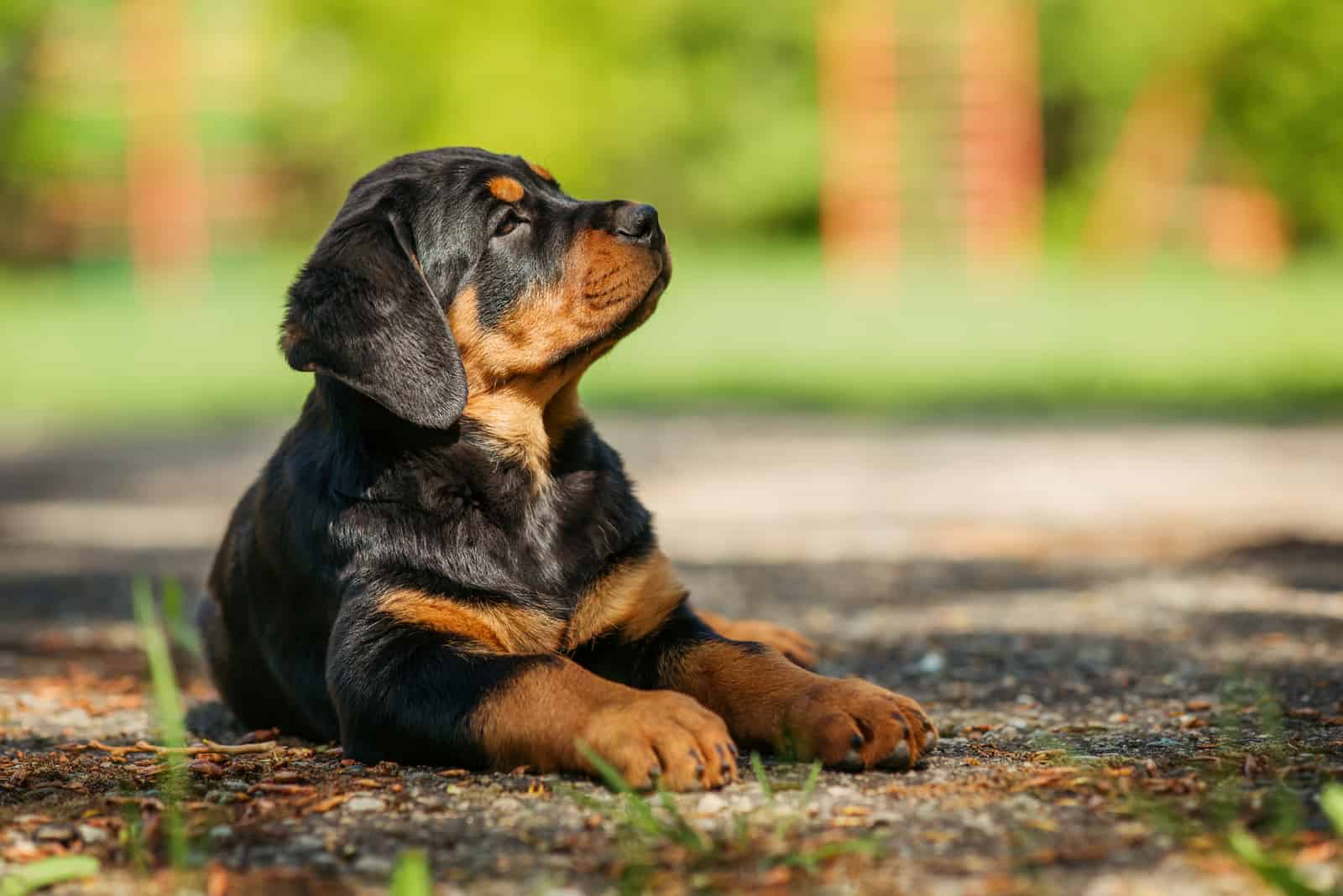 side portrait of a cute rottweiler puppy