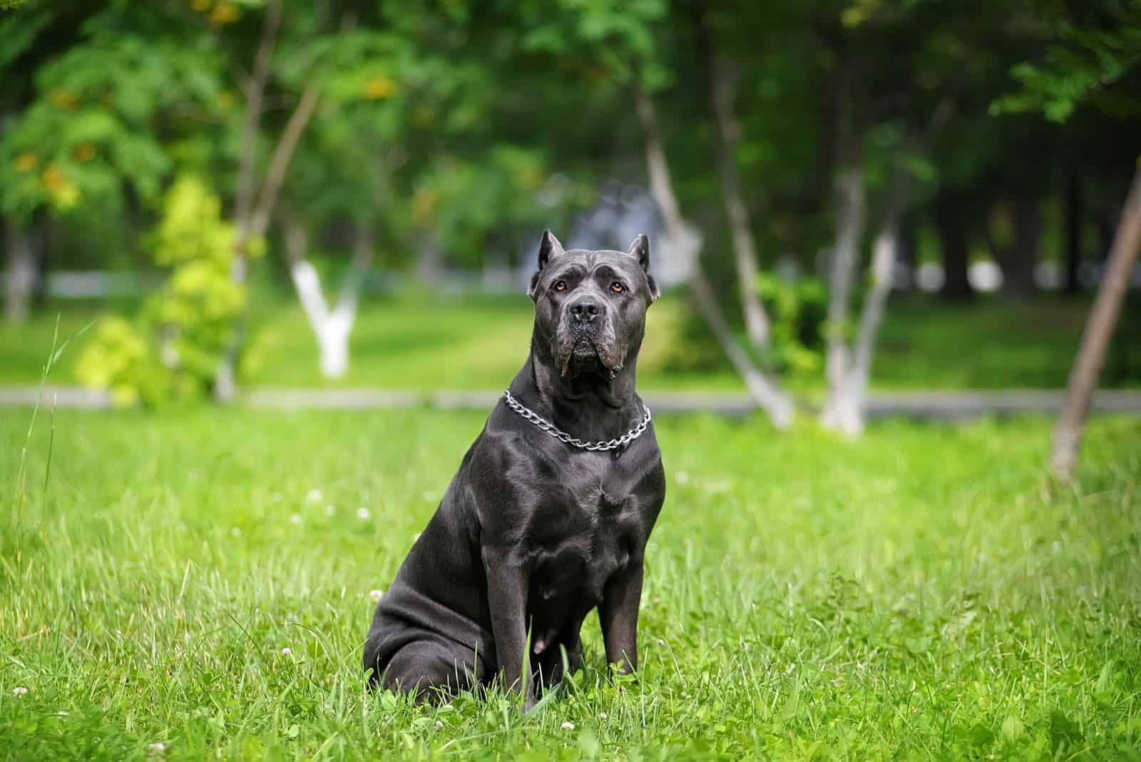 silver cane corso sitting outside in grass