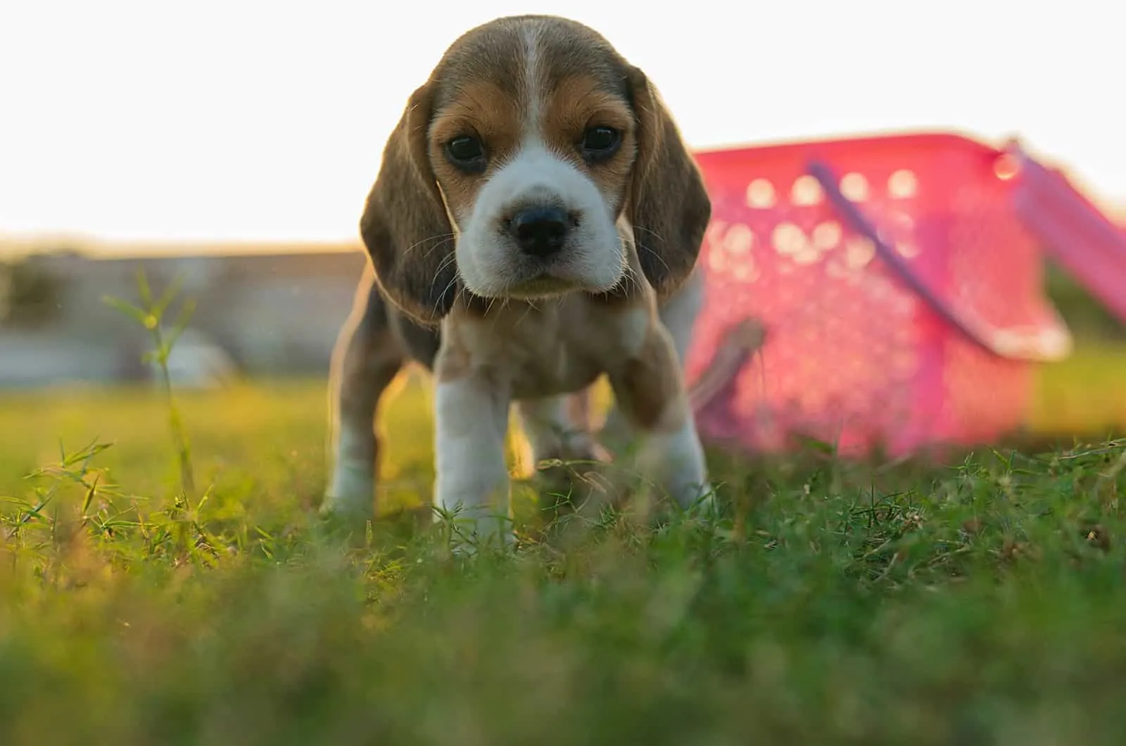small beagle puppy