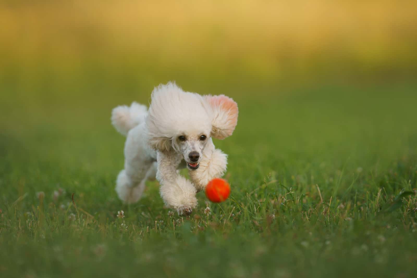small poodle chasing a ball