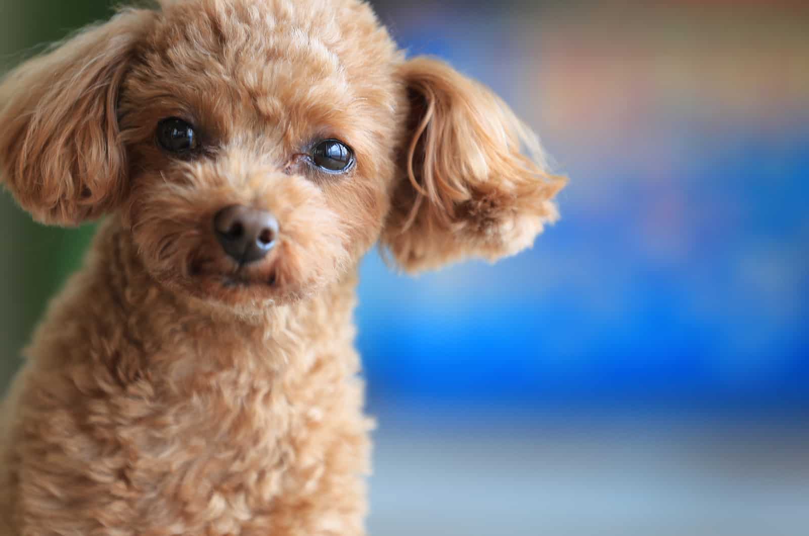 small toy poodle