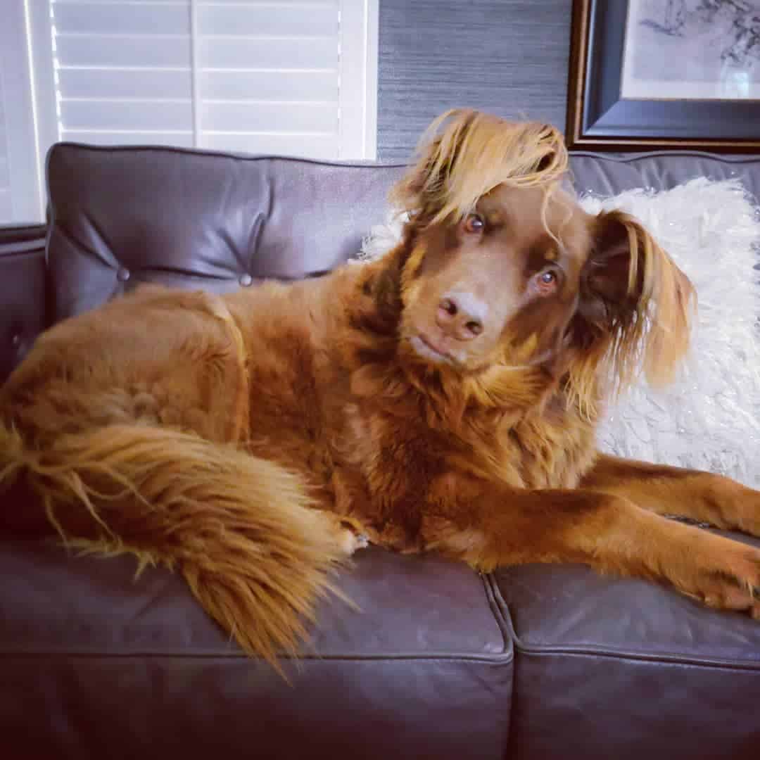 springer spaniel doberman mix