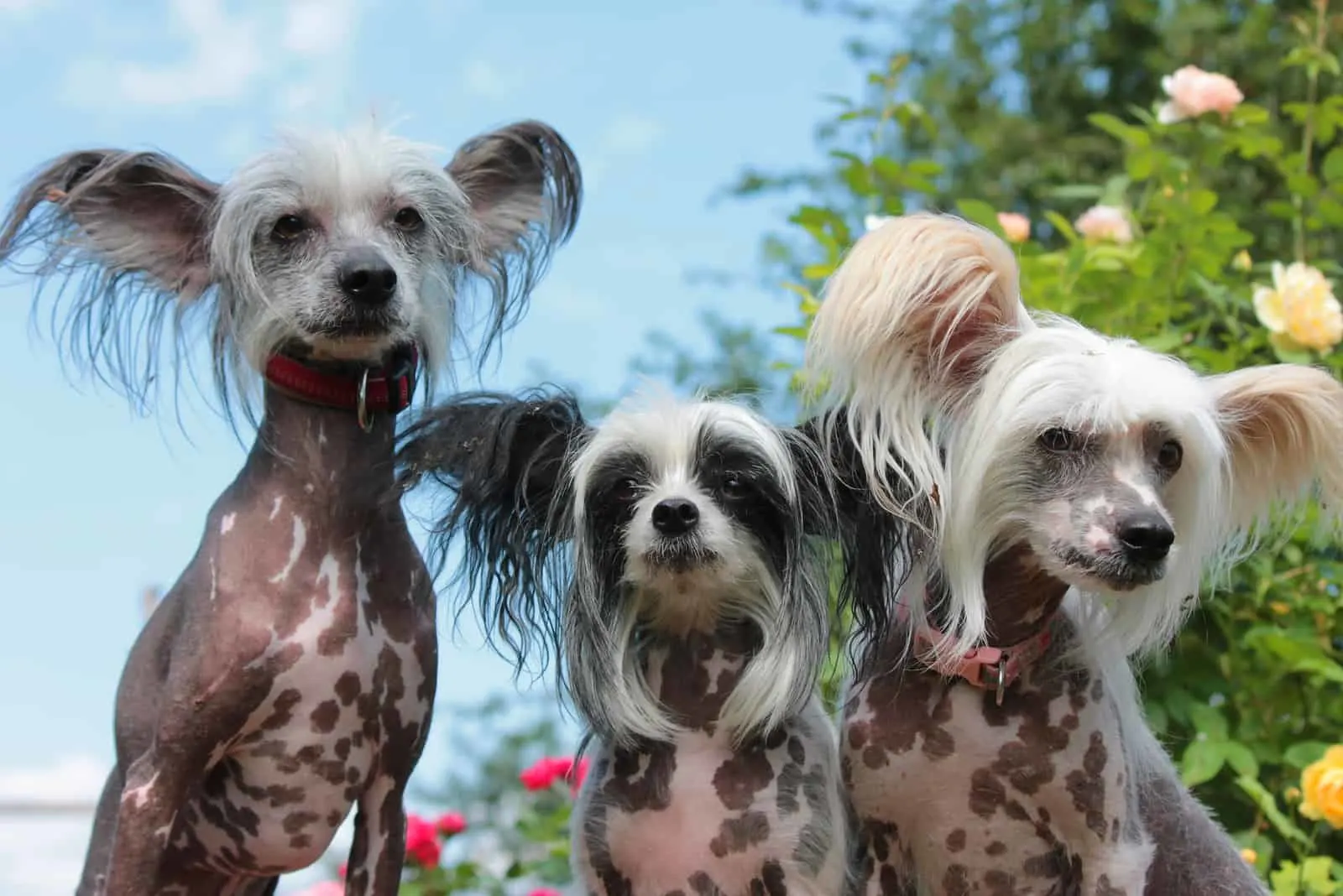 three chinese crested dogs