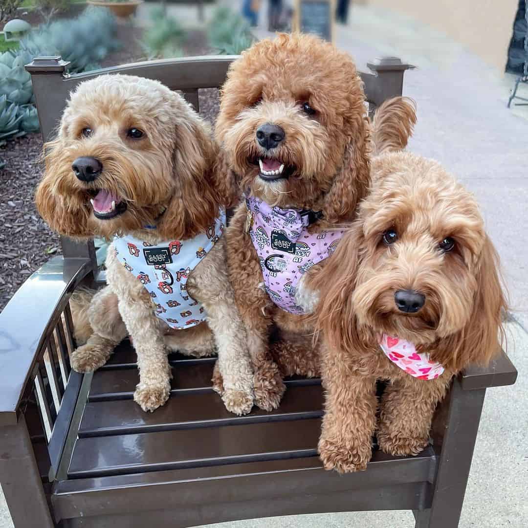 three mini goldendoodles