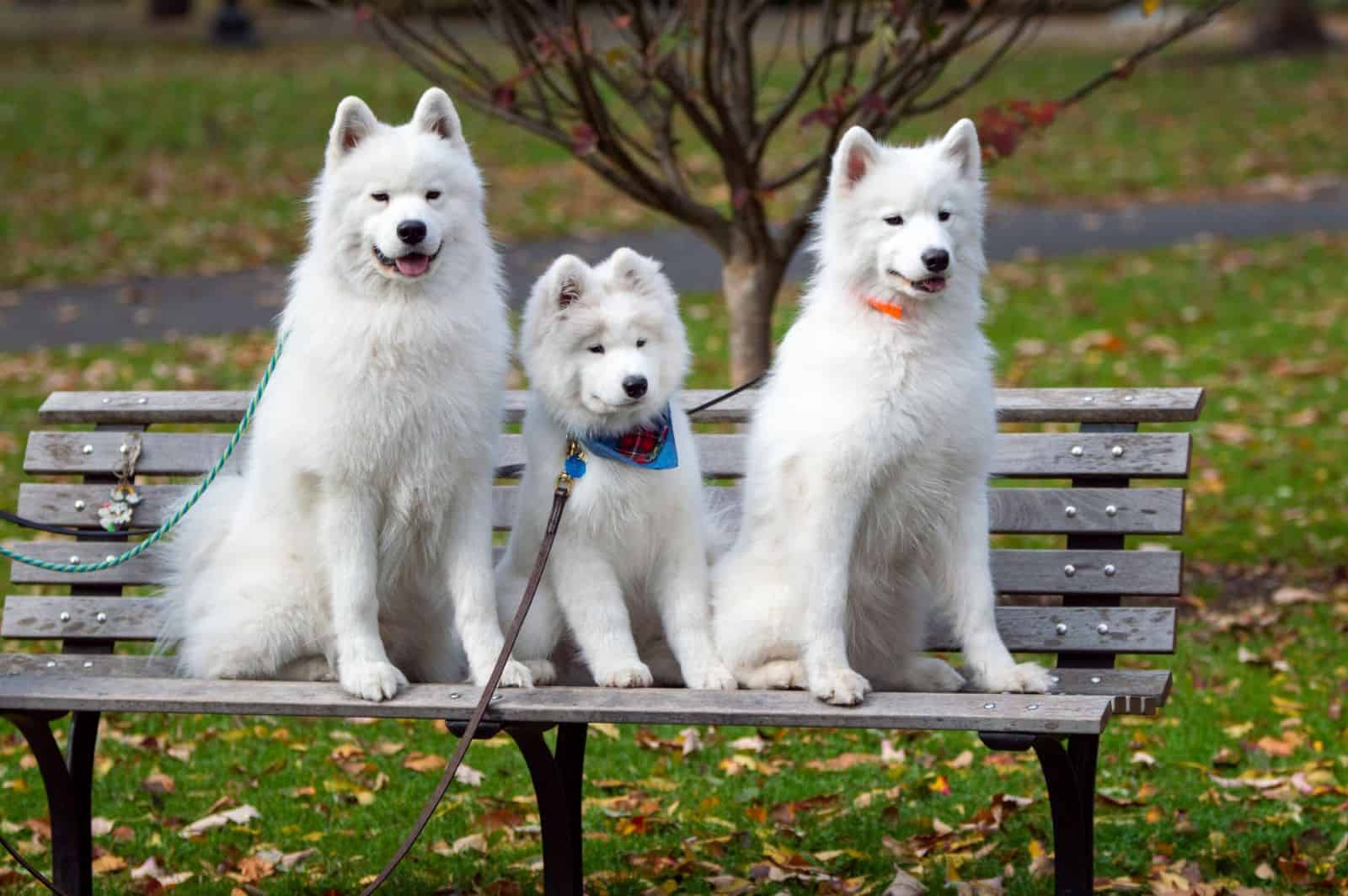 three white dogs on a bench
