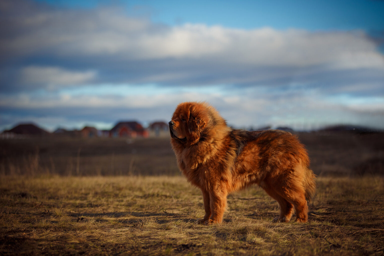 13 Best Tibetan Mastiff Breeders In The U.S.