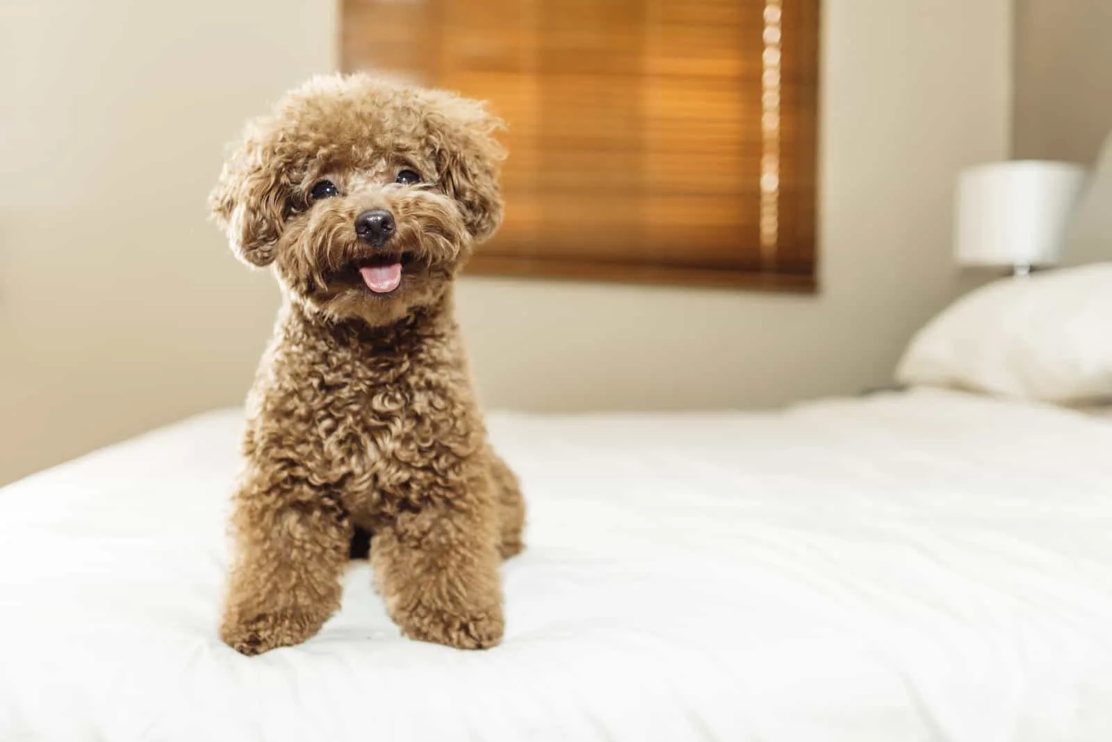 toy poodle on a bed