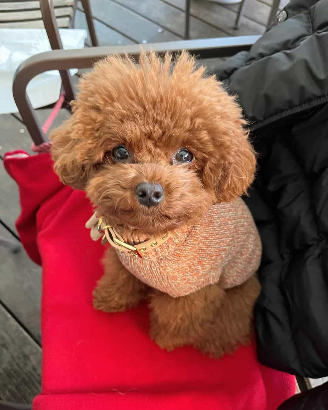toy poodle on a chair
