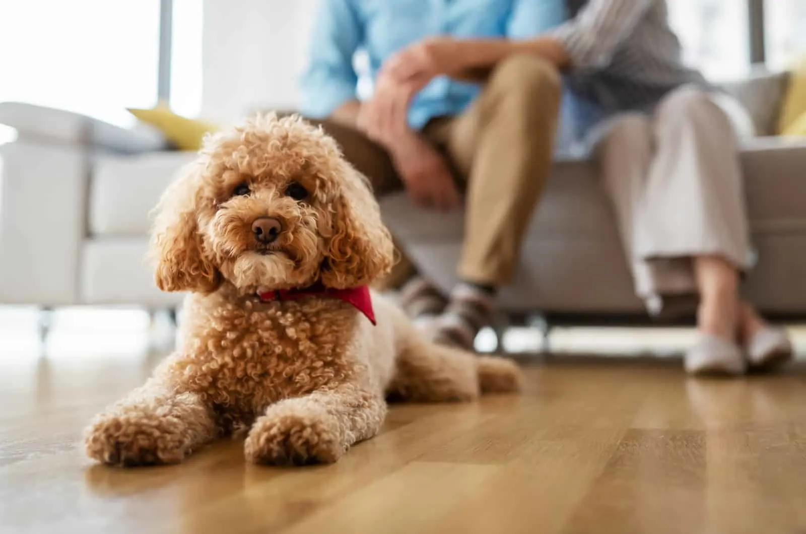 toy poodle pet resting on floor