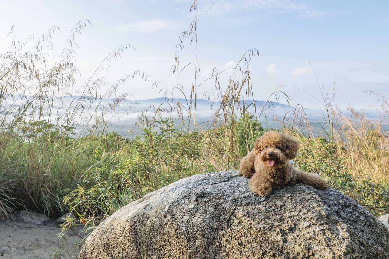 toy poodle resting on a rock