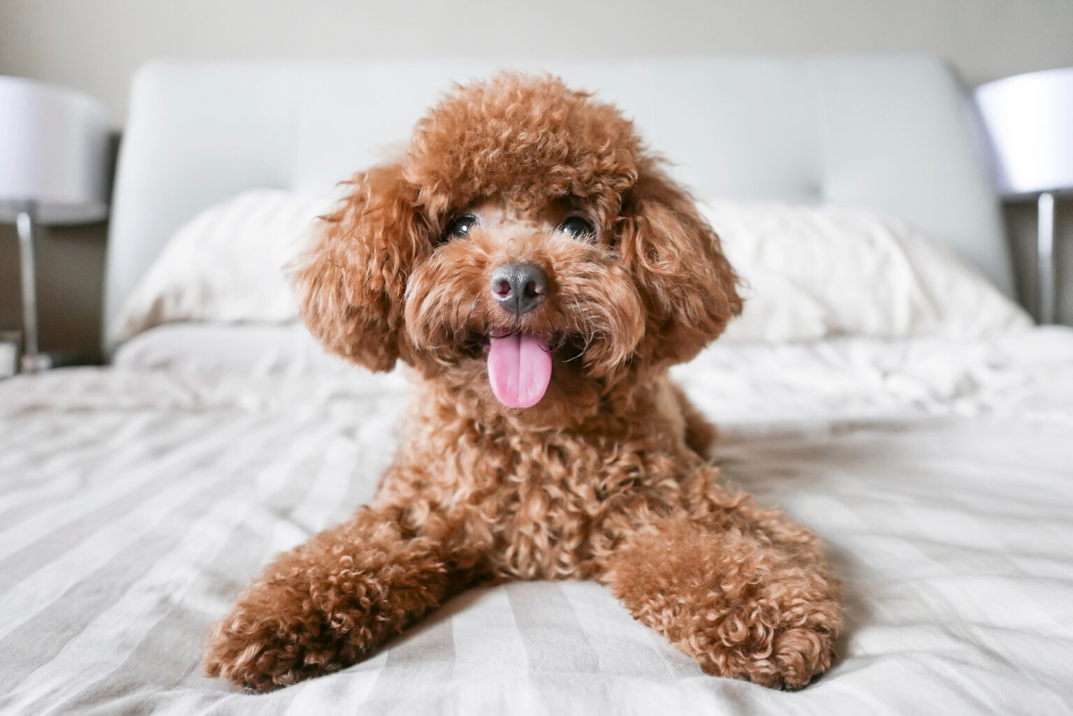 Top 15 Toy Poodle Breeders in U.S.