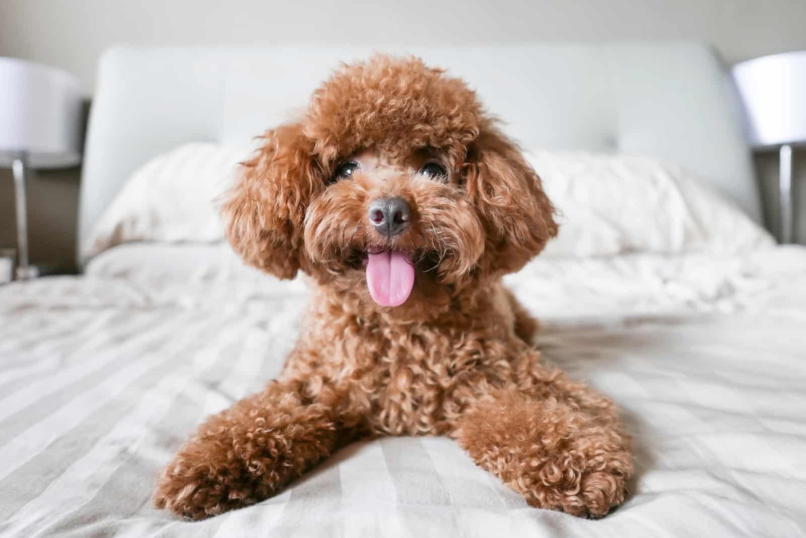 toy poodle resting on bed