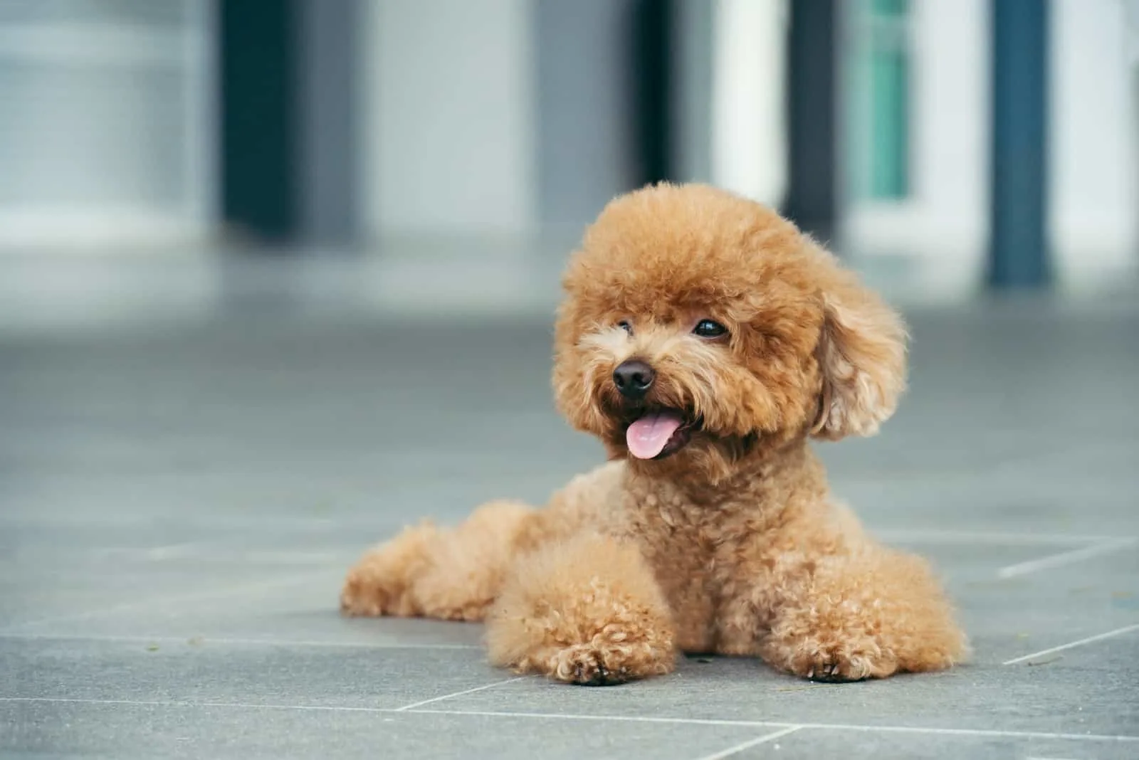toy poodle resting on floor