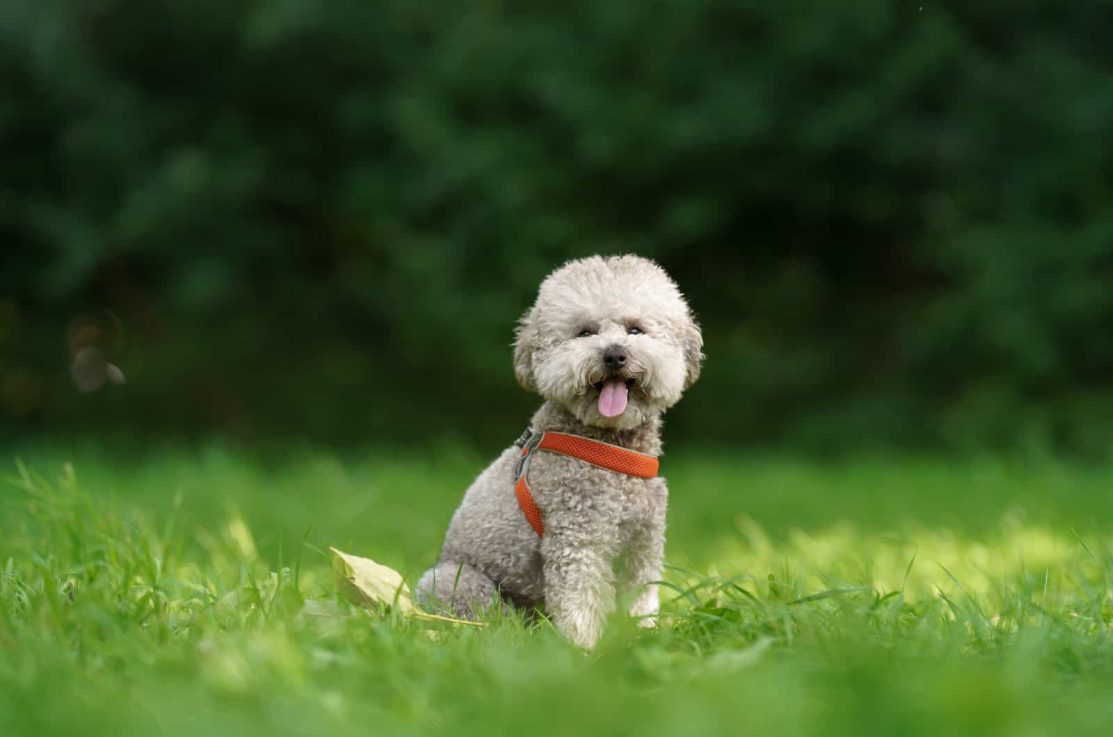 toy poodle wearing a harness