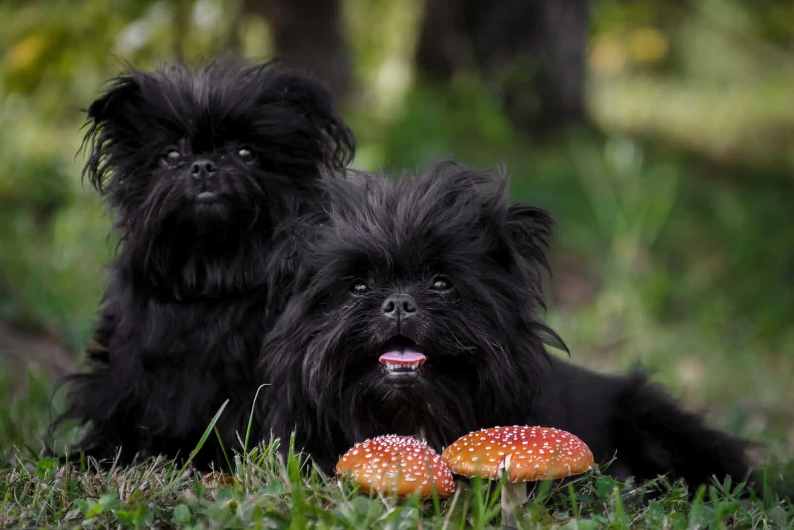 two Affenpinscher dogs sitting in grass