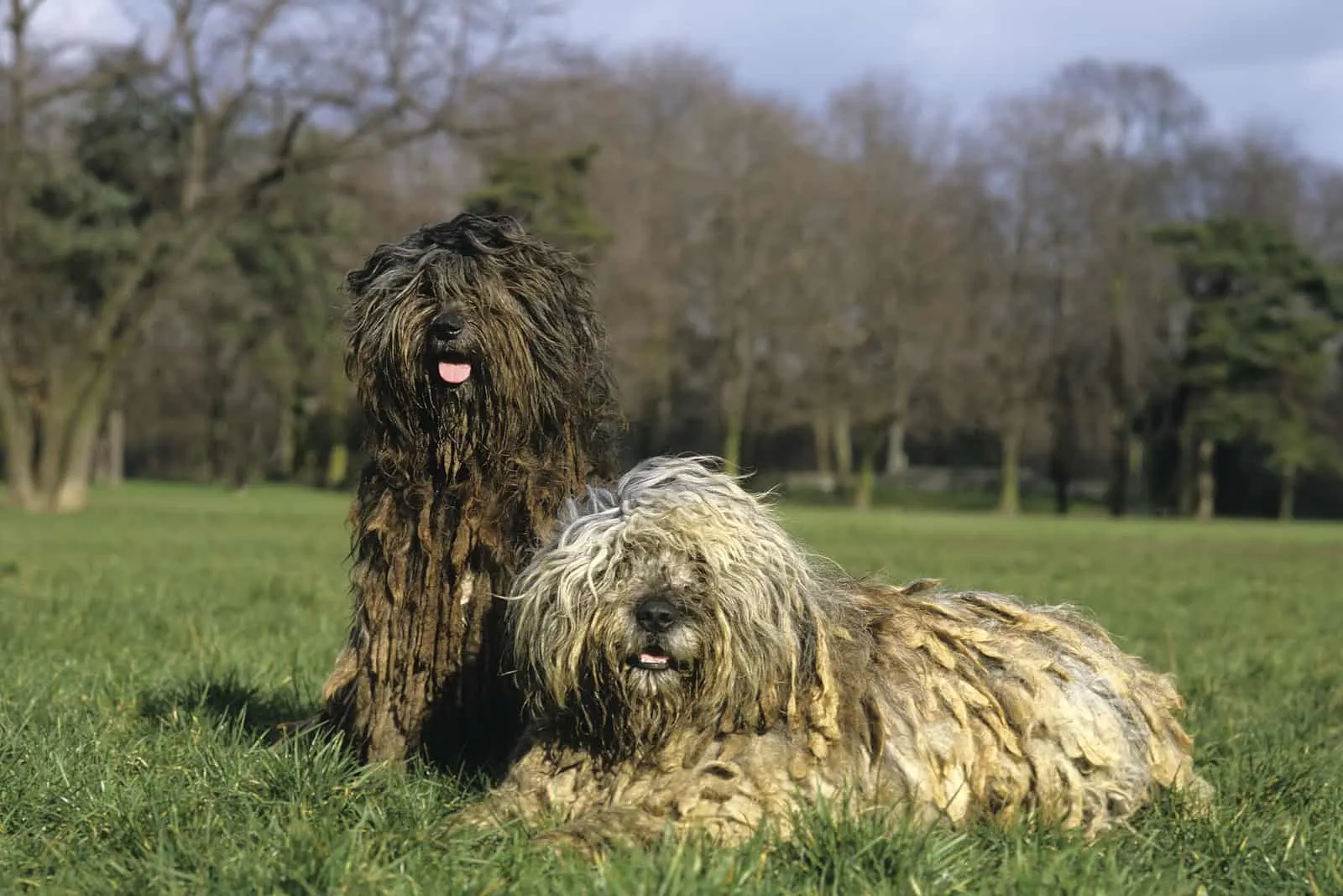 two Bergamasco Shepherd dogs