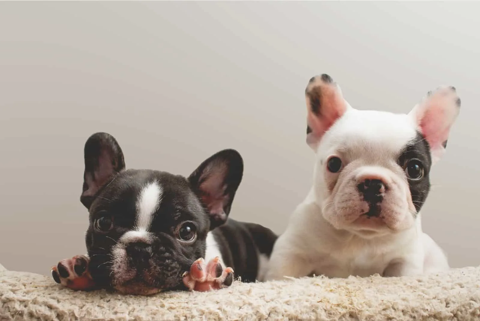 two French Bulldog Puppies on towel