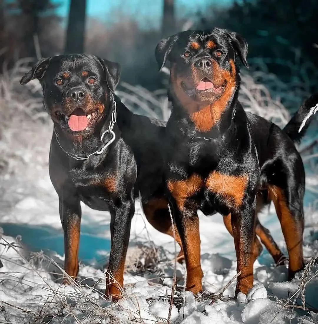 two Rottweilers standing in snow