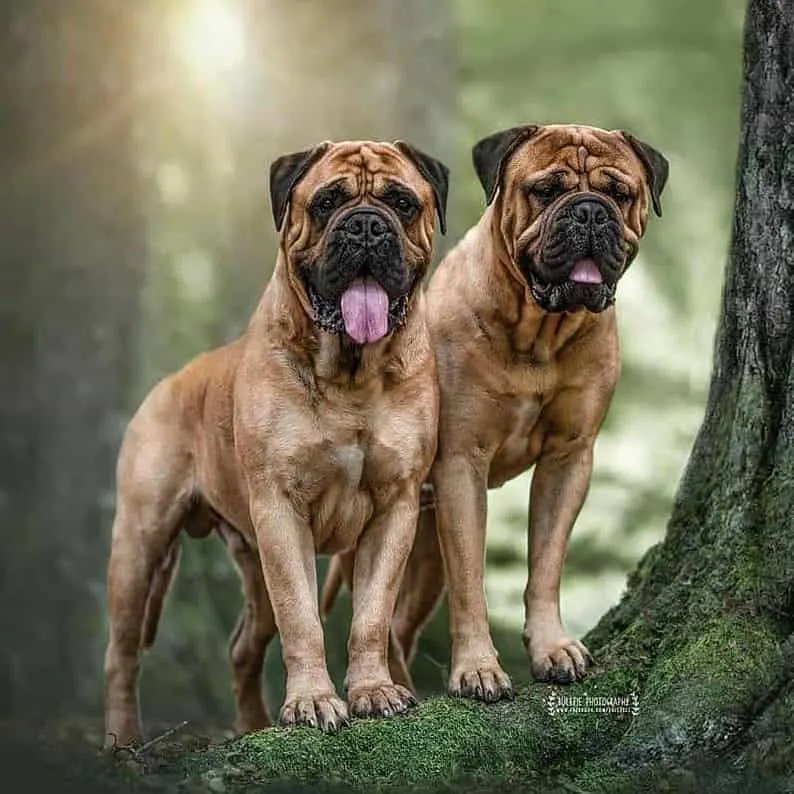 two The Bullmastiffs standing in woods