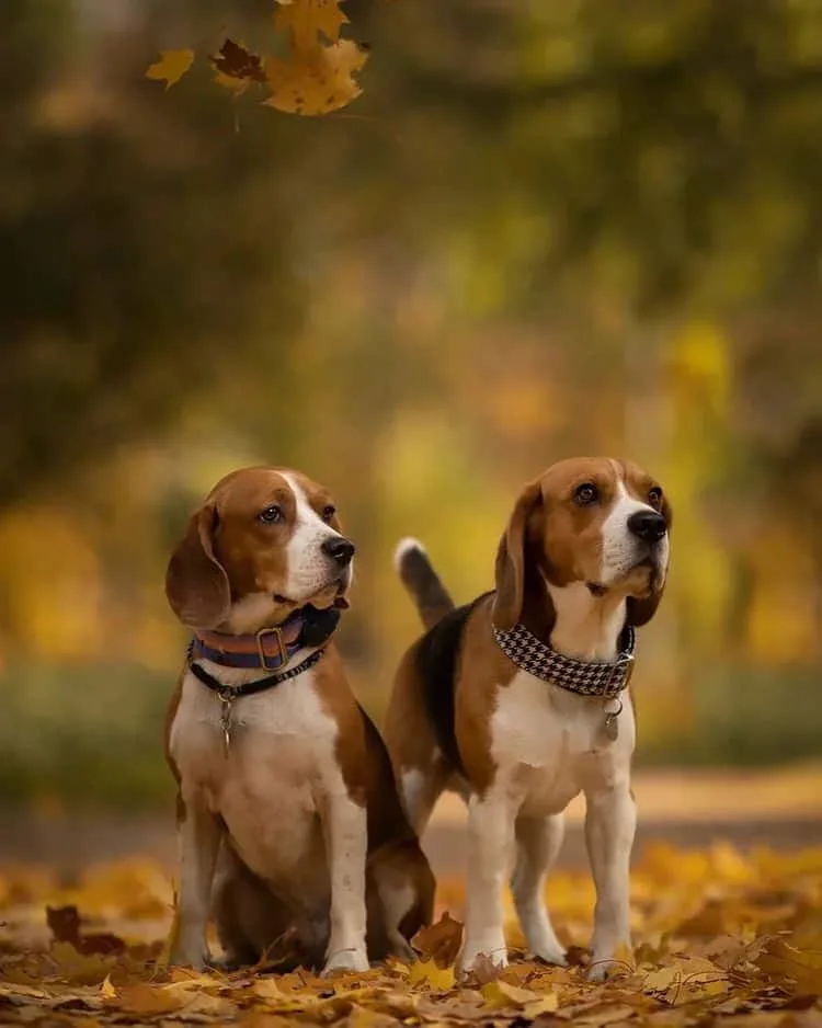 two beagles in a park