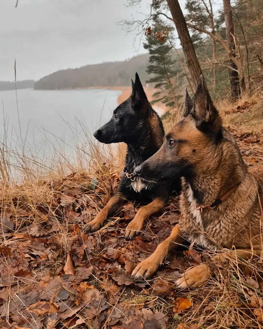 two belgian malinois dogs in nature
