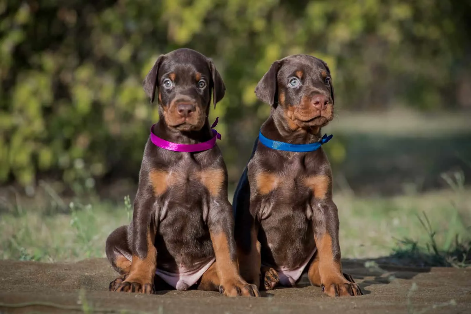 two brown doberman puppies