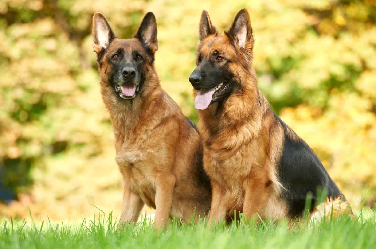 two german shepherds in a field