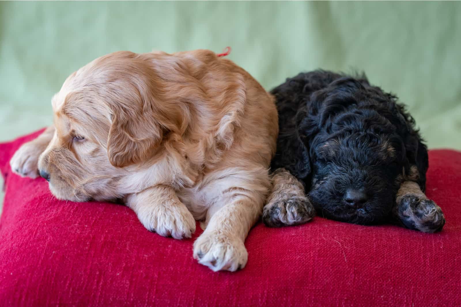 two goldendoodle puppies
