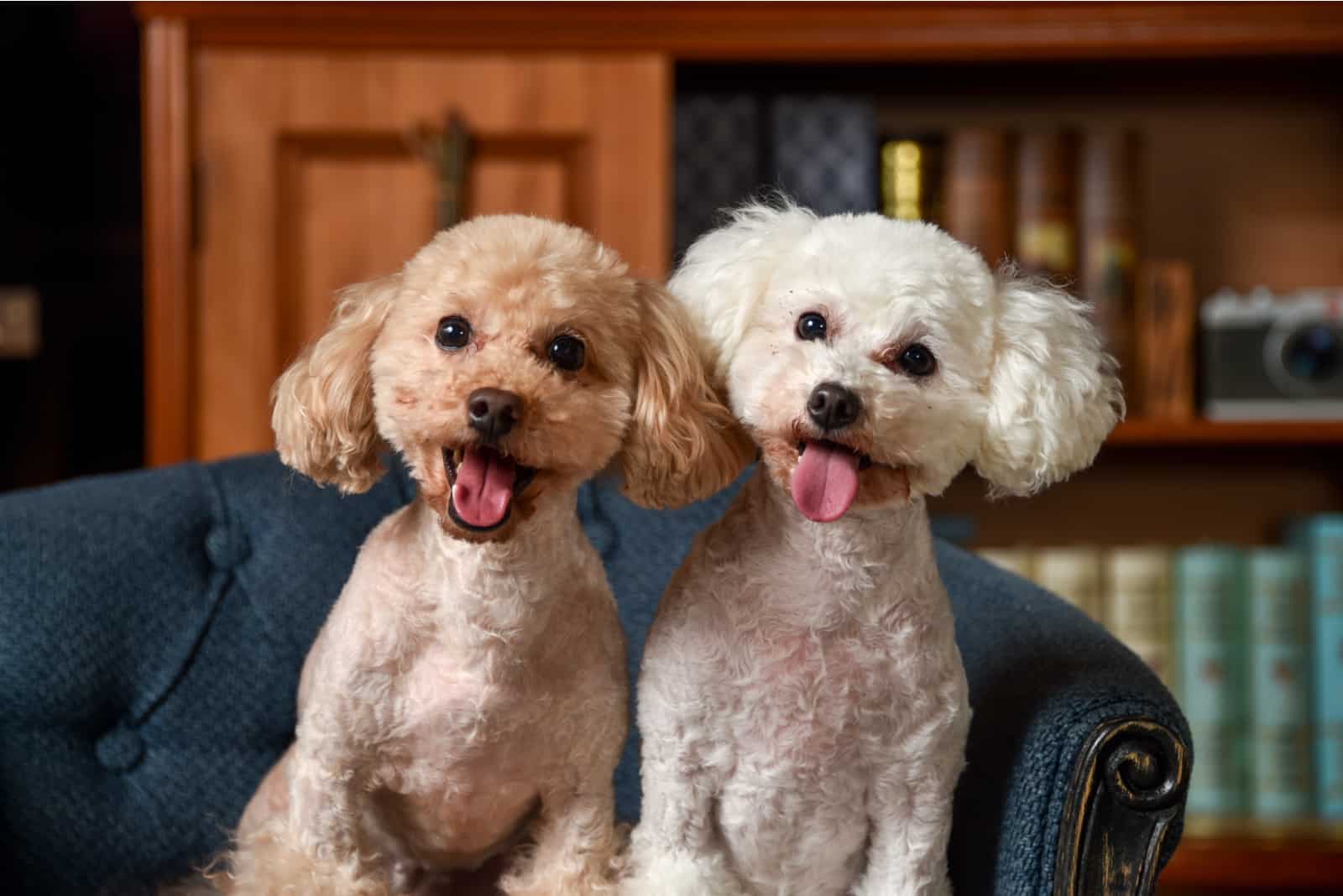 two toy poodle dogs