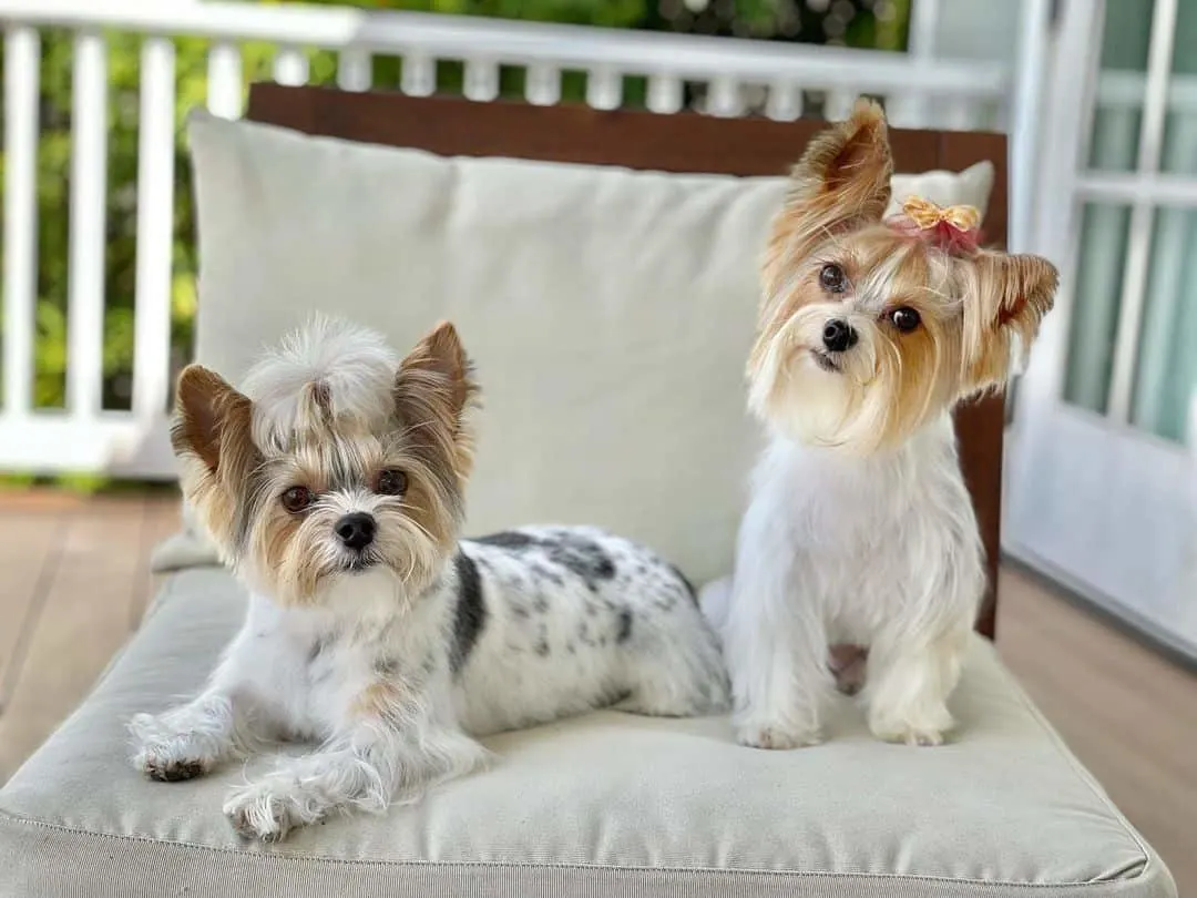 two yorkies sitting on a chair