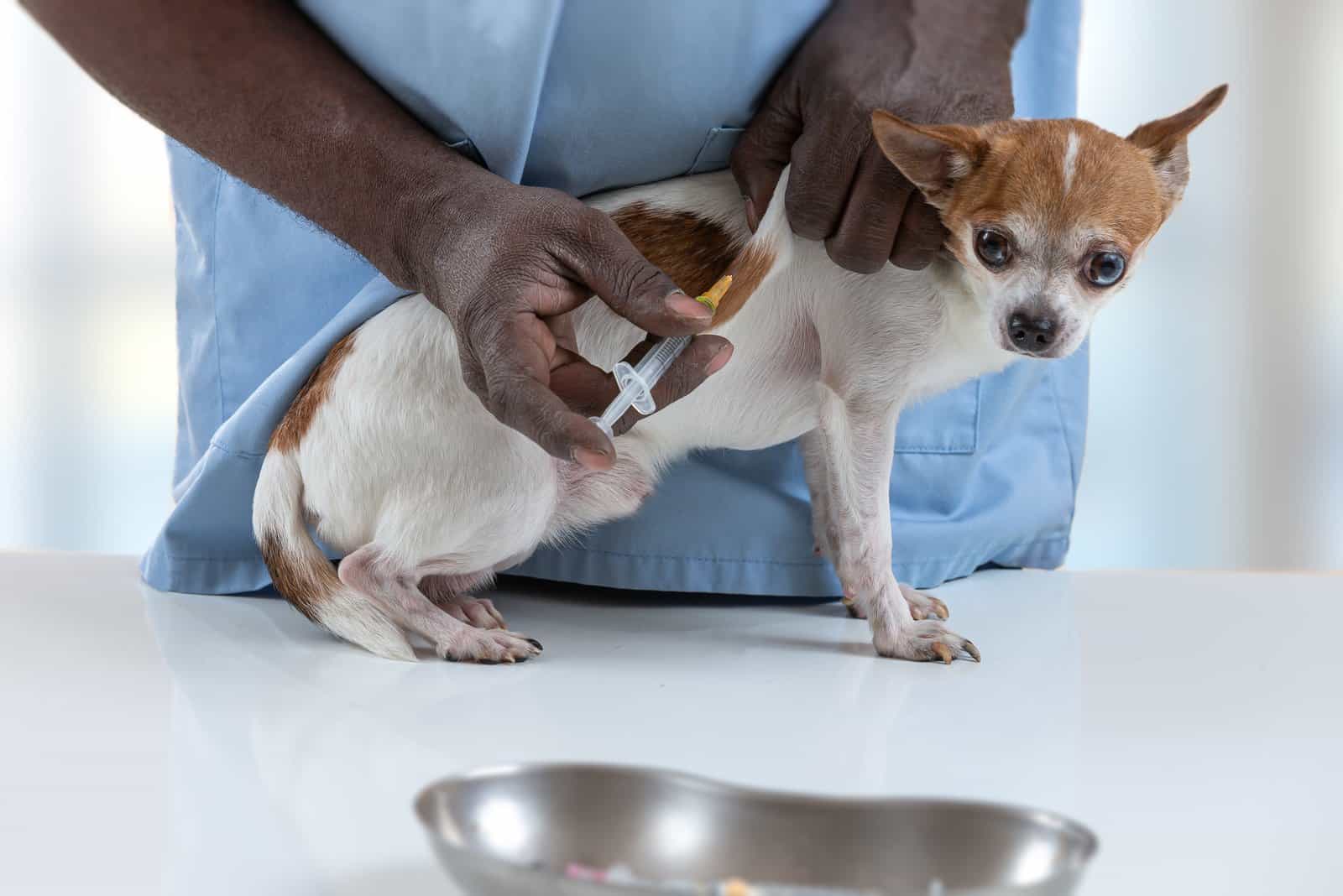 vet euthanizing A Dog