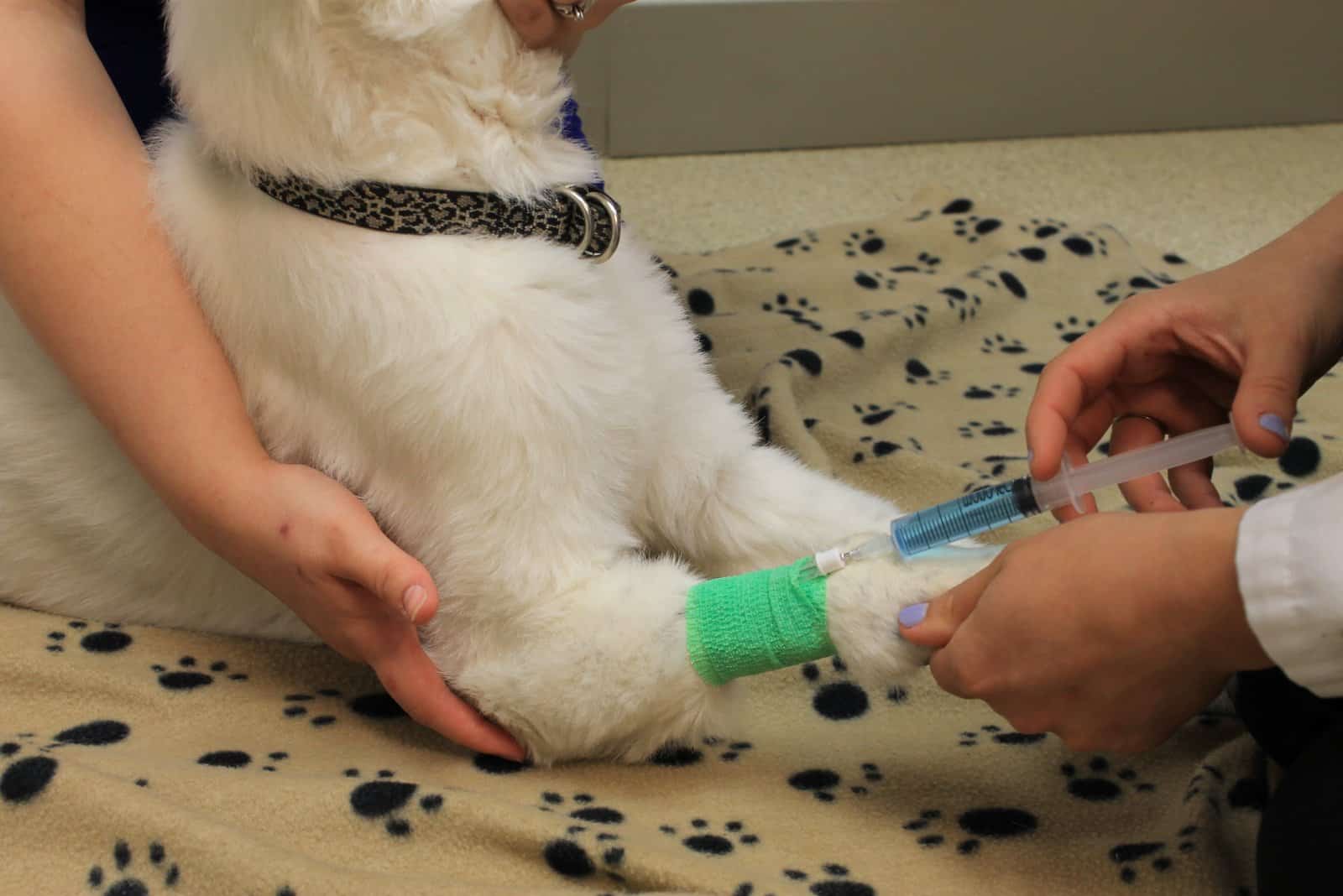 vet vaccinating the dog